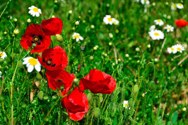 Mohn, Wild, Natur, Feder, Tiefrot