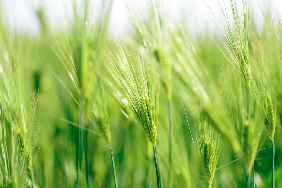 Natural Plant Green - Free photo on Pixabay