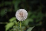 dandelion, flower, nature