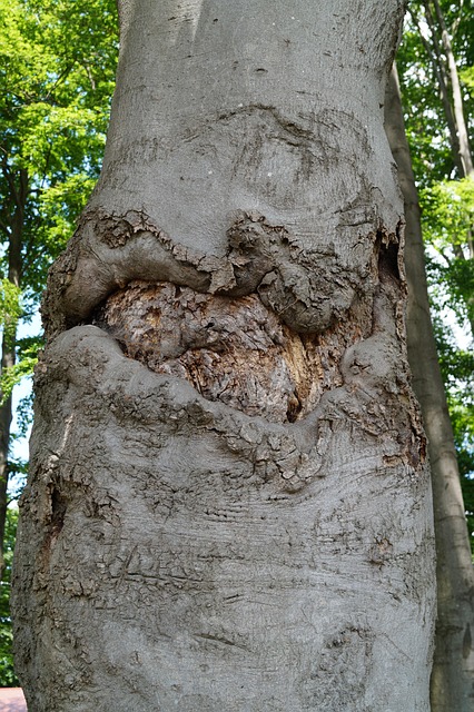 Free Tree Bark photo and picture