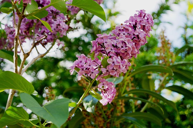Free Lilac Garden photo and picture