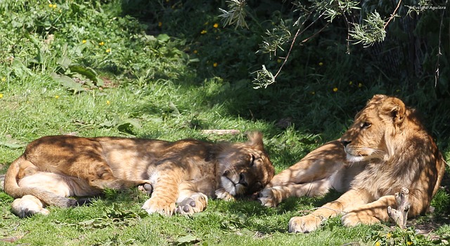 Free Lion Lioness photo and picture