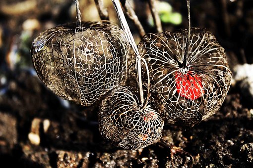 Free Physalis Tender photo and picture