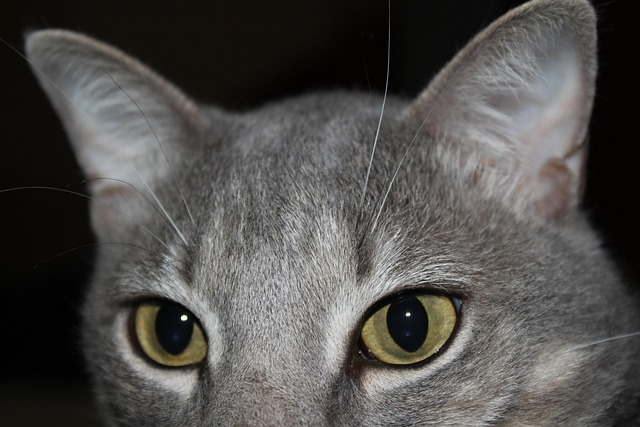 Free Cat Nature photo and picture