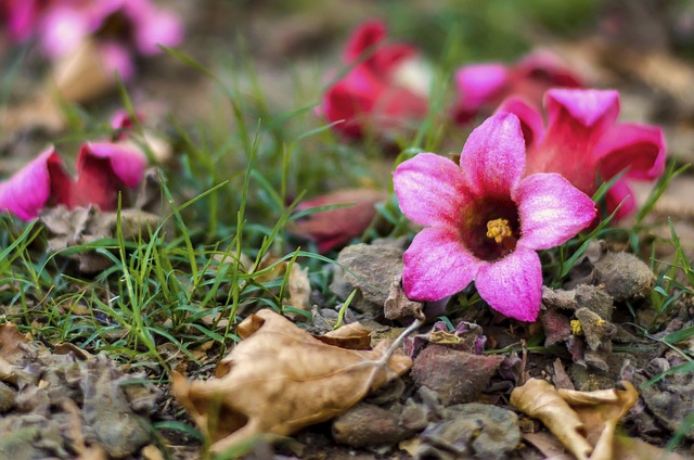 Rosado, Flor, Naturaleza, Color, Planta
