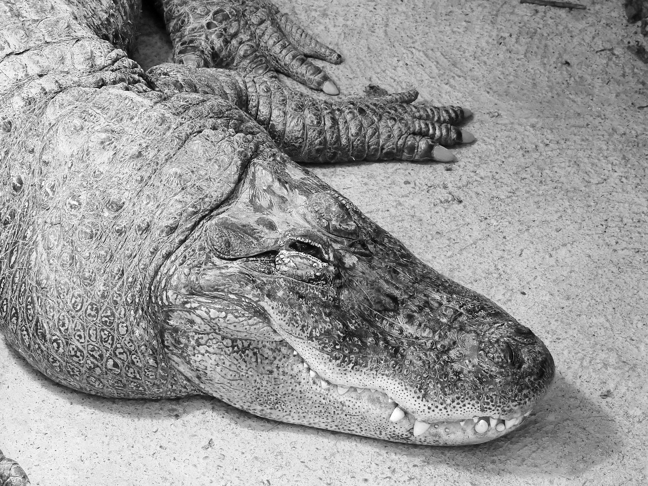 Alligator Reptile Animal - Free photo on Pixabay