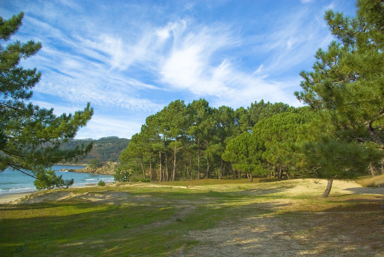 Forest Beach Sand Free Photo On Pixabay Pixabay