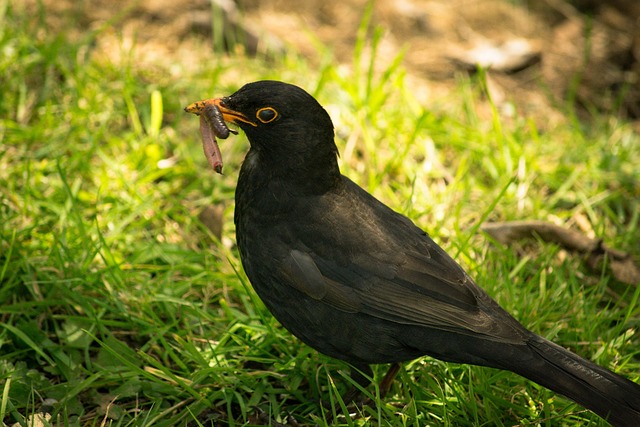 Free Black Bird Worm photo and picture