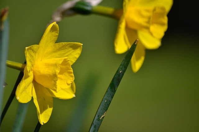 Free Daffodil Beautiful Flowers photo and picture