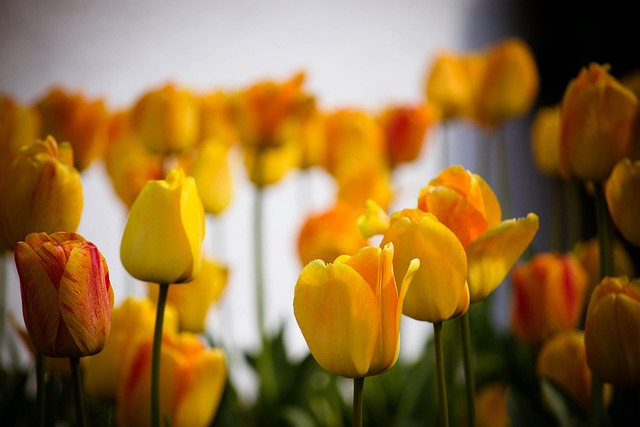 Free Tulips Flowers photo and picture