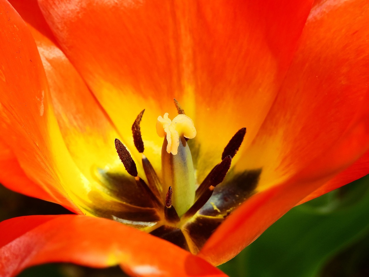 Tulip - free online jigsaw puzzle photo