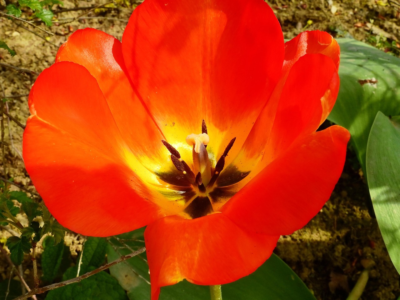 Tulip - free online jigsaw puzzle photo