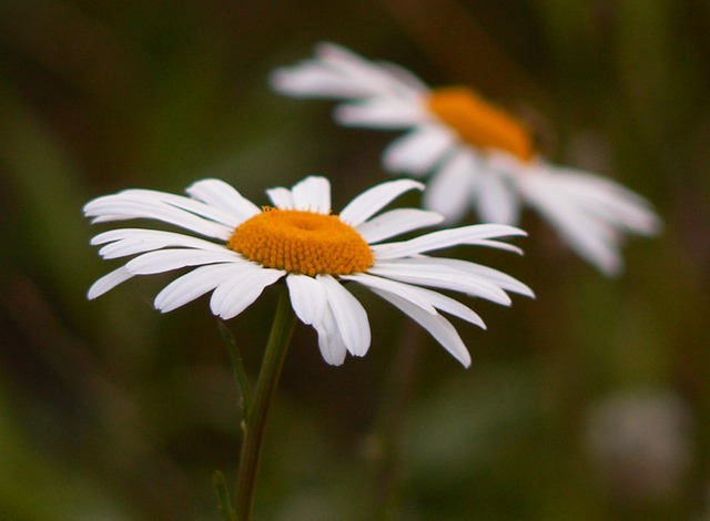 Free Flower Daisy photo and picture