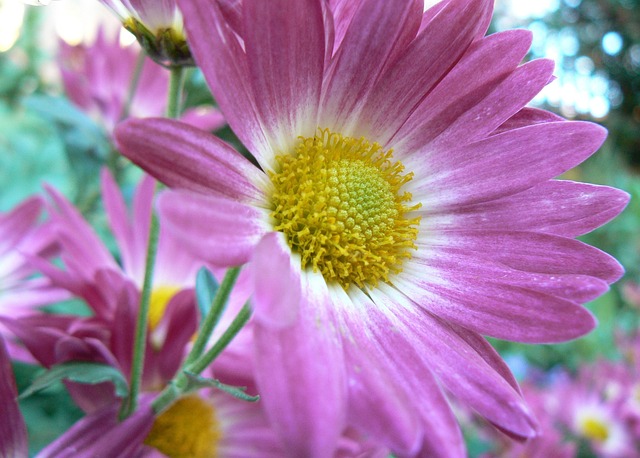 Free Flower Daisy photo and picture