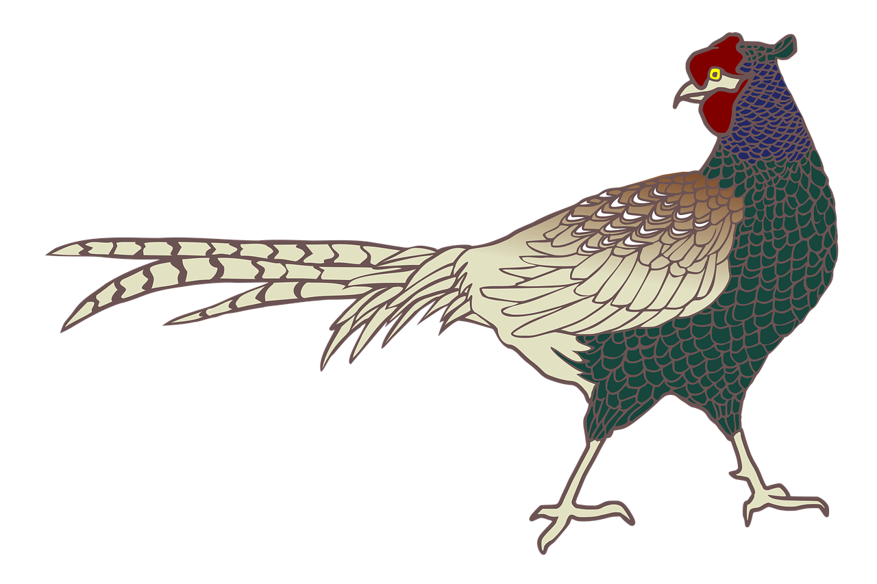 pheasant-1355955_1280.png