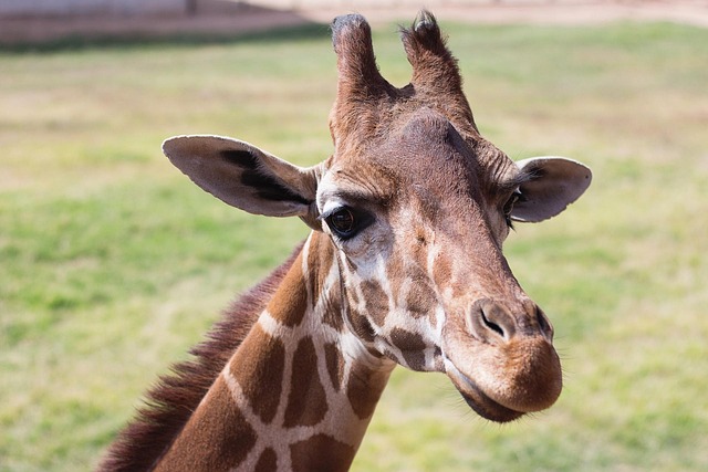 Tier, Giraffe, Zoo