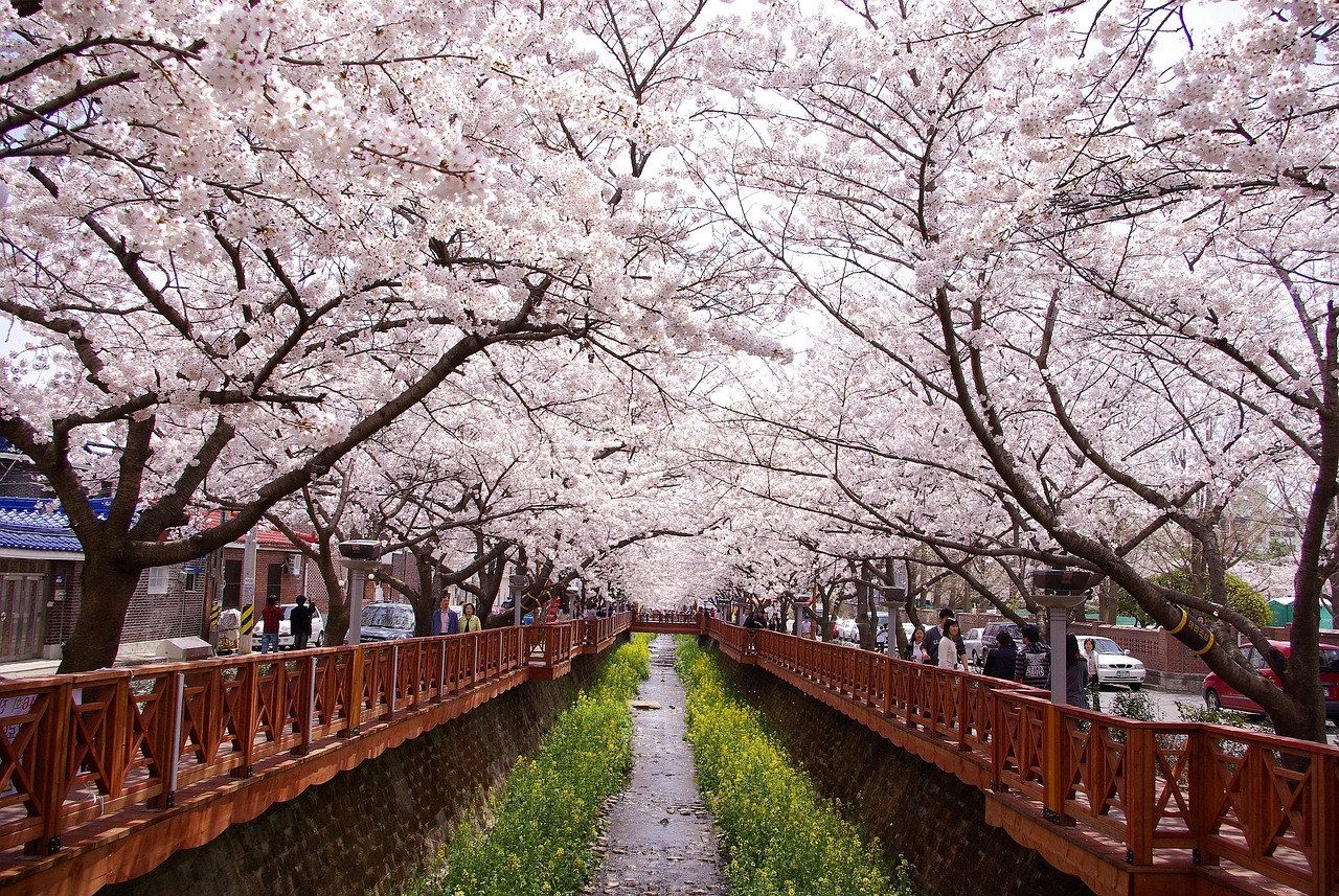 https://cdn.pixabay.com/photo/2016/04/27/07/58/cherry-blossom-1356116_1280.jpg