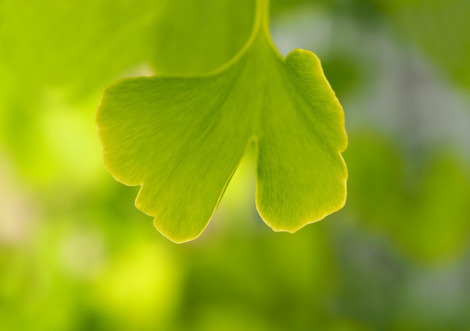 Gingko Leaf Example Gingko Leaf Ginko - Free photo on Pixabay