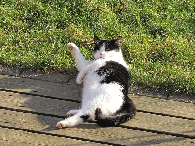 Gato, Animal, Animal Domestico