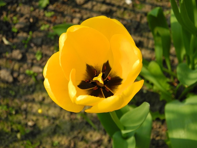 Free Tulip Spring Flower photo and picture