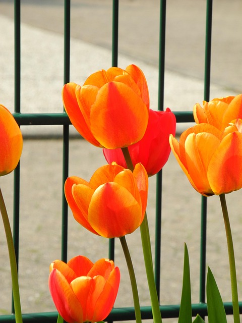 Free Spring Garden Fence photo and picture