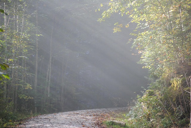 Free Fog Morning Mood photo and picture