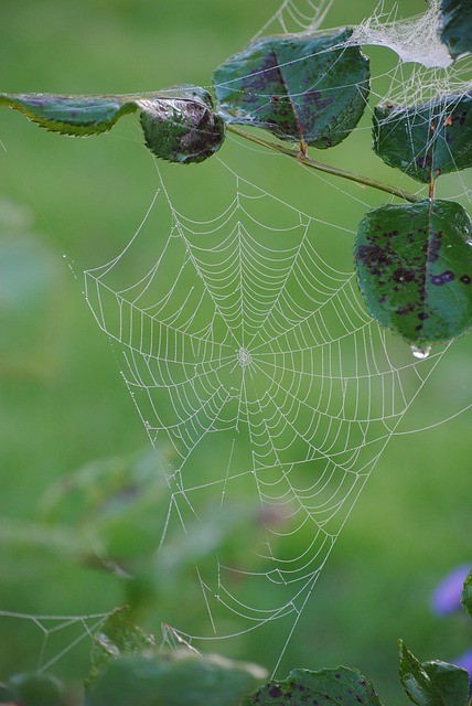 Free Spider Web Dew photo and picture