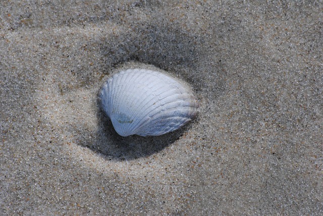 Free Shell Sand photo and picture