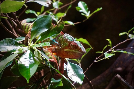 Chameleon, Animal, Cerrar, Reptil