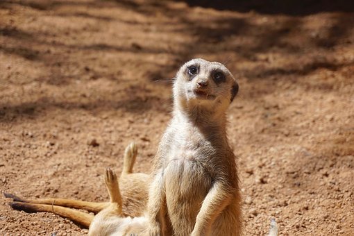 Suricata, Suricata Suricatta, Suricate