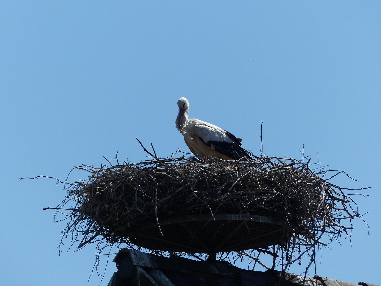Stork New Beginning Spring - Free photo on Pixabay - Pixabay