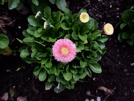 Free Flower Pink photo and picture