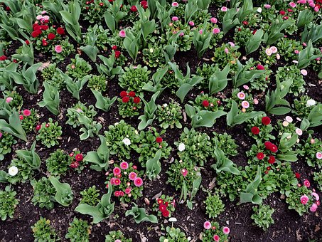 Free Flower Garden Nature photo and picture