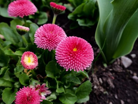 Free Flower Pink photo and picture