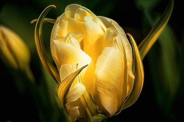 Flor, Fantasía, Brillar, Naturaleza