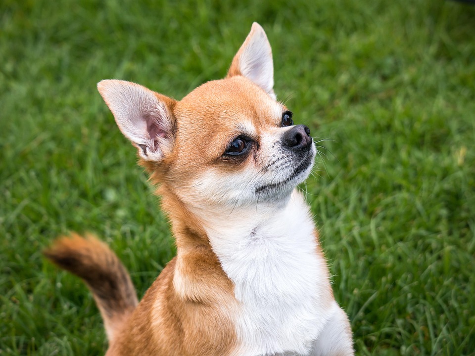 Chihuahua Cane Chiwawa Foto Gratis Su Pixabay Pixabay Chihuahua Cane Chiwawa Foto Gratis Su Pixabay Pixabay