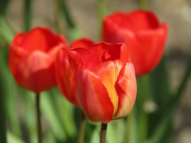 Free Tulip Tulips photo and picture