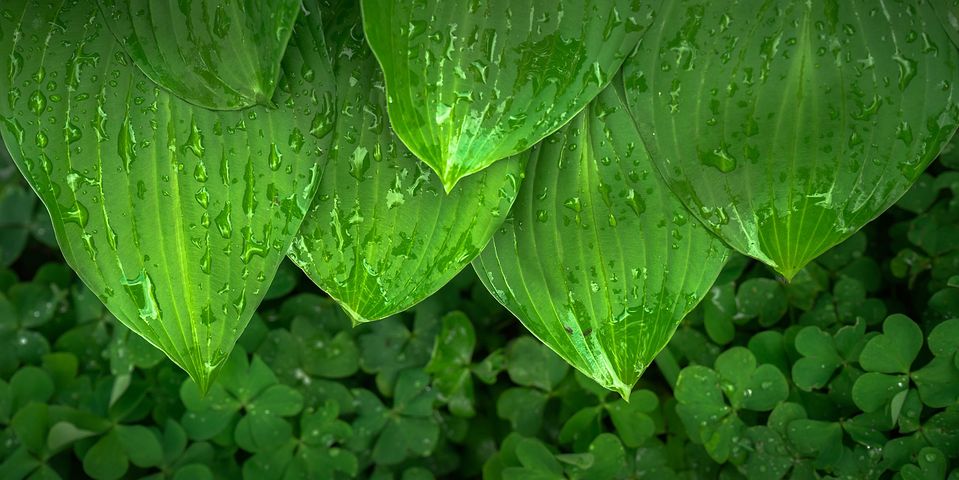 풀잎 사진 - 무료 이미지 다운로드 - Pixabay