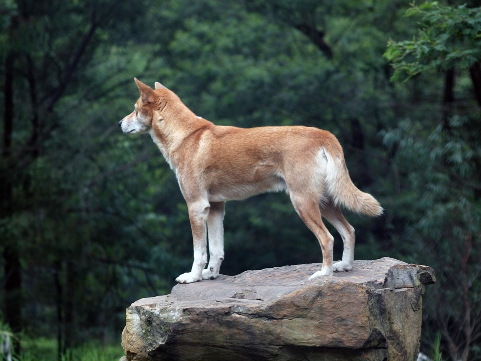 Dingo Liar Australia Foto Gratis Di Pixabay