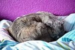 sleepy, cat, cuddling