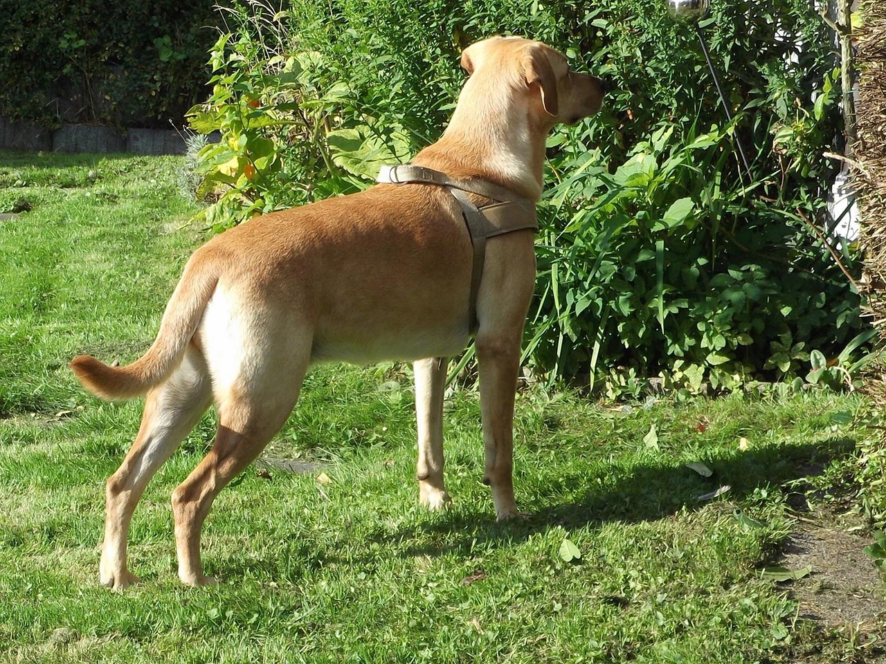 Dog Labrador Domestic Free photo on Pixabay Pixabay