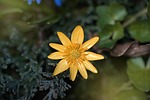 celandine, flower, plant