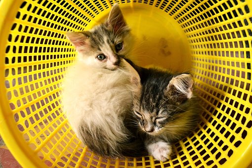 Katzen, Minima, Babys, Baby, Traum, Korb