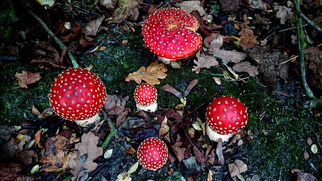 Free Toadstool Fall photo and picture