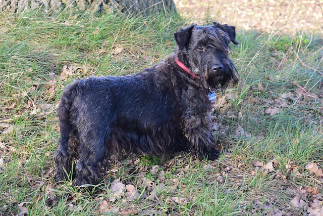 Cesky Terrier, Tschechischer Terrier