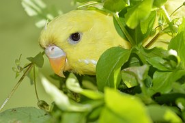 Can Parakeets Eat Canary Food Can Parakeets Eat Canary Food