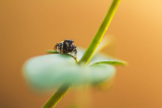 Makro, Zoom, Plante, Ark, Insekt, Bug