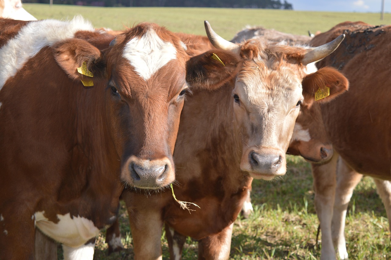 Cow - free online jigsaw puzzle photo