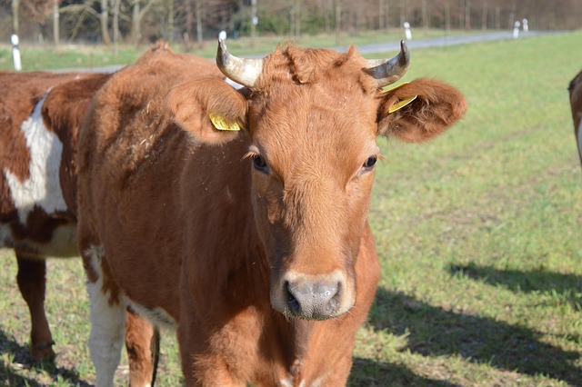 Kuh, Rind, Hörner, Weide