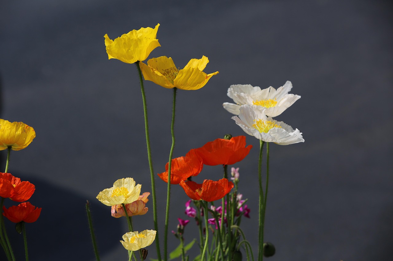 Flower - free online jigsaw puzzle photo